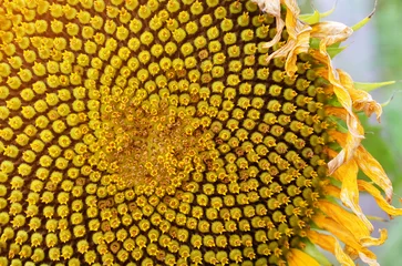 Rolgordijnen Close-up of a yellow sunflower with seeds arranged in a Fibonacci sequence. Can be used as a natural background. The concept of organic agriculture. © Julitt