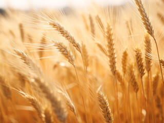 A serene landscape displaying a vast field of golden wheat gently swaying in the breeze.