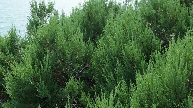 Juniperus foetidissima, foetid juniper, stinking juniper, family Cupressaceae. Juniper branches sway in the wind against the background of the waves of the Black Sea. Sukko, a reserve of relict plants