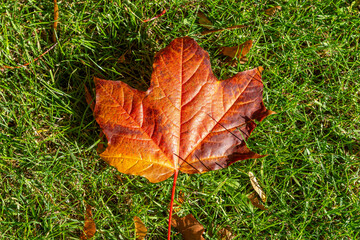 Sycamore Leaf