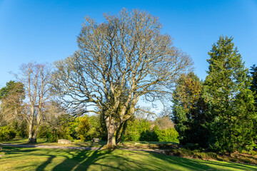 Fototapeta premium Sycamore Tree