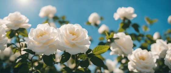 White bush roses on a background of blue sky in the sunlight. Beautiful spring or summer floral back