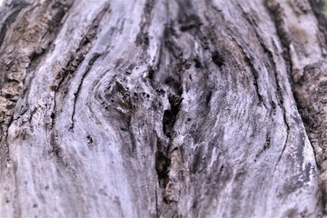 bark of a tree
