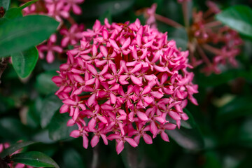 Pink Ixora flower blooming in the garden with selective focus