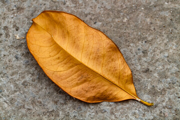 Yellow leaf on the cement floor, closeup of autumn background.