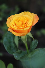 Rosa Flor Amarilla Naturaleza