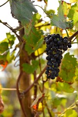 Grappe de raisin cépage Syrah