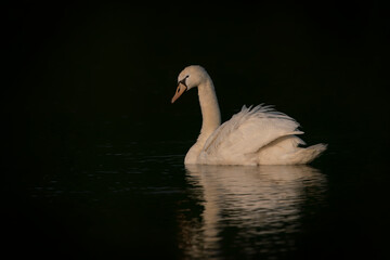 Fototapeta premium Mute Swan (Cygnus olor) floating on water Gelderland in the Netherlands. 