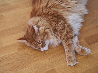 A ginger Maine Coon cat sleeping on parquet floor indoors.