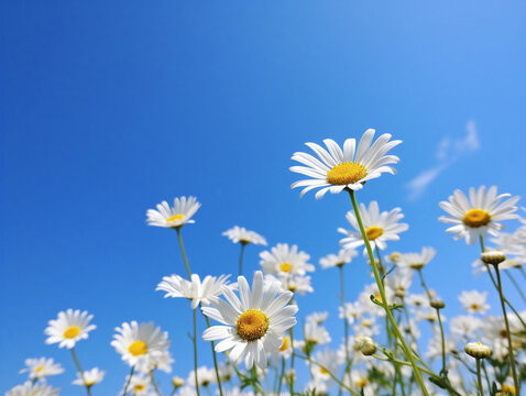 A vibrant bunch of daisies blooming beautifully against a serene blue sky. © Szalai