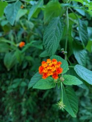 Wetland forest flowers