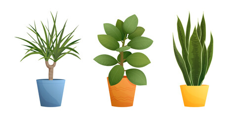 House plants set with dracaena, sansevieria in pots. Isolated cartoon vector illustration