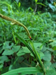 Insects and beautiful environment