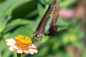 花畑に現れたアオスジアゲハ