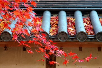 Autumn scenery of fiery maple foliage over the eave of traditional Japanese tiles in Tenryu-ji, a...