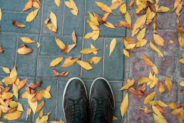leather shoes ,walking path, dried leaves, up to down view ,Autumn season, legs View