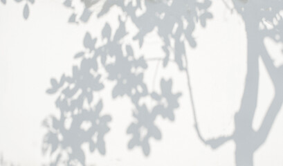 Tree shadow and light of leaf branch background. Nature leaves tropical jungle tree branch dark shadows and light from sunlight on wall texture for background wallpaper design, shadow overlay effect