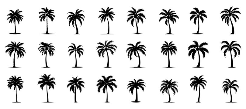 set of silhouettes of palm trees. tree bundle set. isolated on a white background.