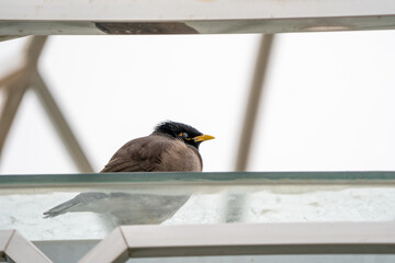Common myna, highly invasive species, aggressive bird, killer of native species, Indian myna, living in the urban areas, beautiful different angle photo of the bird.