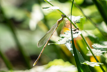 池の畔に現れたアジアイトトンボ