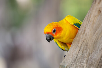 The mini parrot bird on stick tree