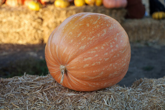 An extra large pumpkin on top of a straw bale at a pumpkin patch.