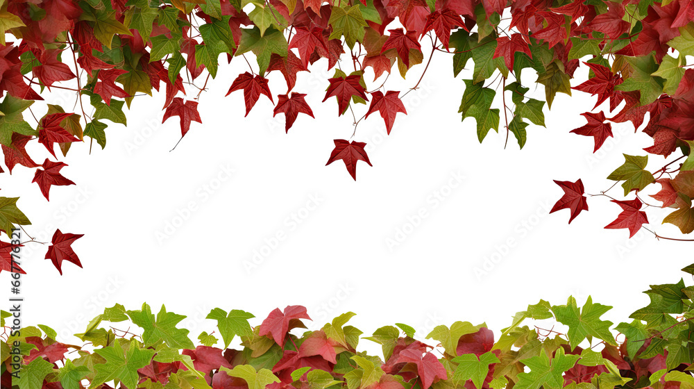 Wall mural red autumn vine (virginia creeper, boston ivy, grapevine) frame foliage border with space for text, 