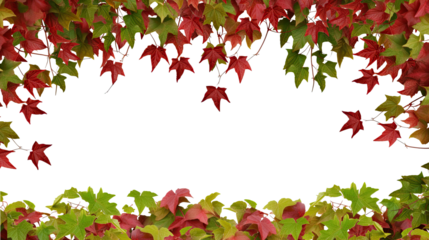 Red autumn vine (Virginia creeper, Boston ivy, grapevine) frame foliage border with space for text, isolated on a transparent background. PNG, cutout, or clipping path.