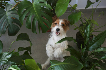 Cute rough coated Jack Russel terrier puppy sitting on a hardwood floor near the monstera palm. Adorable wire haired pup looking at the camera. Close up, copy space, background.