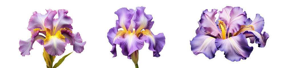 Set of blossoming iris flowers close-up, isolated on a transparent background. PNG, cutout, or clipping path. - obrazy, fototapety, plakaty