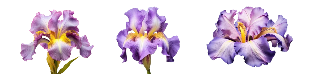 Fototapeten Set of blossoming iris flowers close-up, isolated on a transparent background. PNG, cutout, or clipping path. © Transparent png