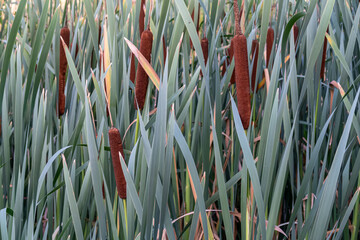 Typha latifolia. Broad-leaved cattail plants, cattails, with their inflorescences. © LFRabanedo