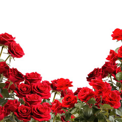 Red roses frame border for text and design with copy space, isolated on a transparent background. PNG cutout or clipping path.