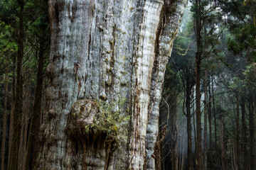 Big giant tree in Alishan national park in Taiwan