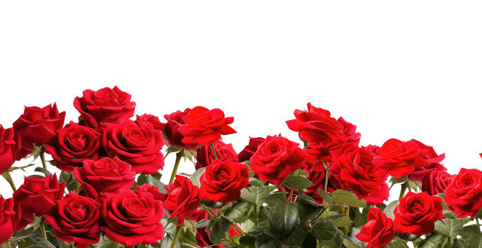 Bunch of red roses frame border for text and design with copy space, isolated on a transparent background. PNG cutout or clipping path.