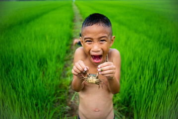 The Asian boys who is a farmer's son in the rural area, were playing in the rice field and excitedly encountered a crab.
