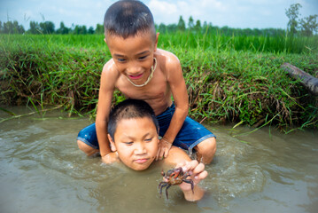 The Asian boys who are older brother and younger brother, the children of a farmer in the rural area, were playing in the canal of rice field and excitedly encountered a crab.
