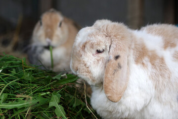 Zwei verschiedene Kaninchenrassen in einem Gehege. Ein Tier mit Schlappohren und ein Kaninchen mit...
