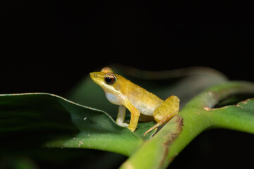 The rare and endangered Kloof frog, also known as the Natal diving frog, or Boneberg's frog (Natalobatrachus bonebergi) near a slow moving stream in a forest
