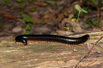 An endangered Rubi-legged Black Millipede (Doratogonus rubipodus) found in a conservancy in Kloof, on the forest floor