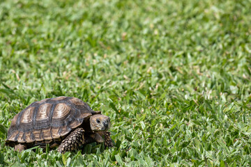 Tortoise exploring a garden with beautiful grass and green plants.