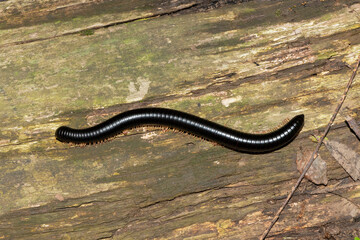 An endangered Rubi-legged Black Millipede (Doratogonus rubipodus) found in a conservancy in Kloof, on the forest floor
