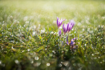 Ocun - Colchicum - colorful flower in a meadow in green grass. The photo has a beautiful bokeh created by an old lens.