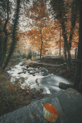 Fototapeta premium foliage autunnale
