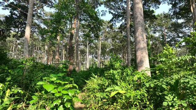Yang or Gurjan trees glowing in a Forestry Plantation. Beautiful smooth fly in green beech tree forest landscape. 4k