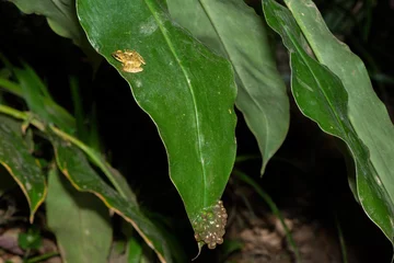 Deurstickers Egg  clump of the rare and endangered Kloof frog, also known as the Natal diving frog, or Boneberg's frog (Natalobatrachus bonebergi) hanging on vegetation above a slow moving stream in a forest © Craig