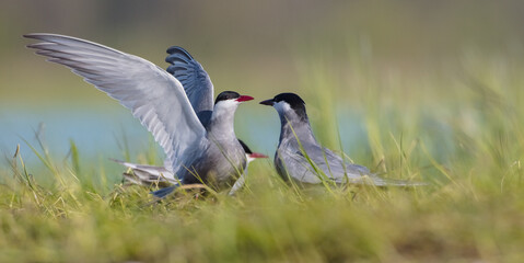 Whiskered tern - adult birds at a wetland in spring