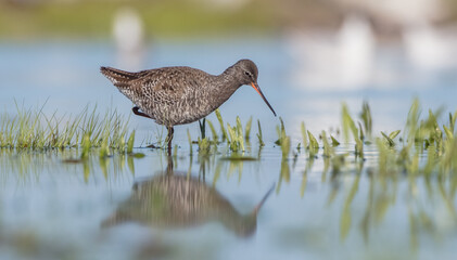 Spotted redshank  - in spring feeding at wetland  on the migration way