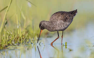 Spotted redshank  - in spring feeding at wetland  on the migration way