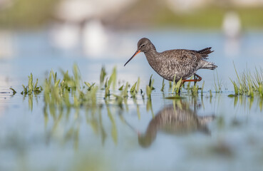 Spotted redshank  - in spring feeding at wetland  on the migration way